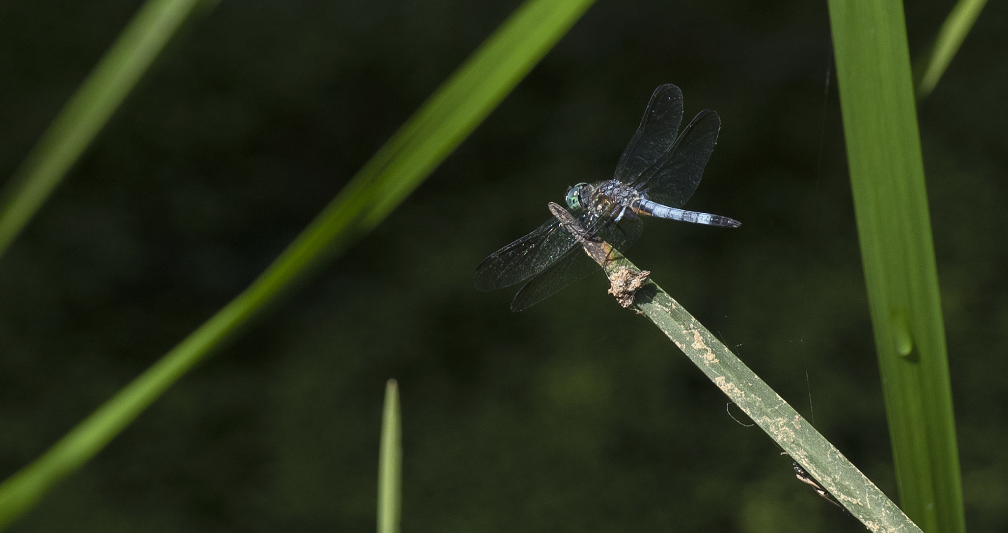 Dragonfly-01